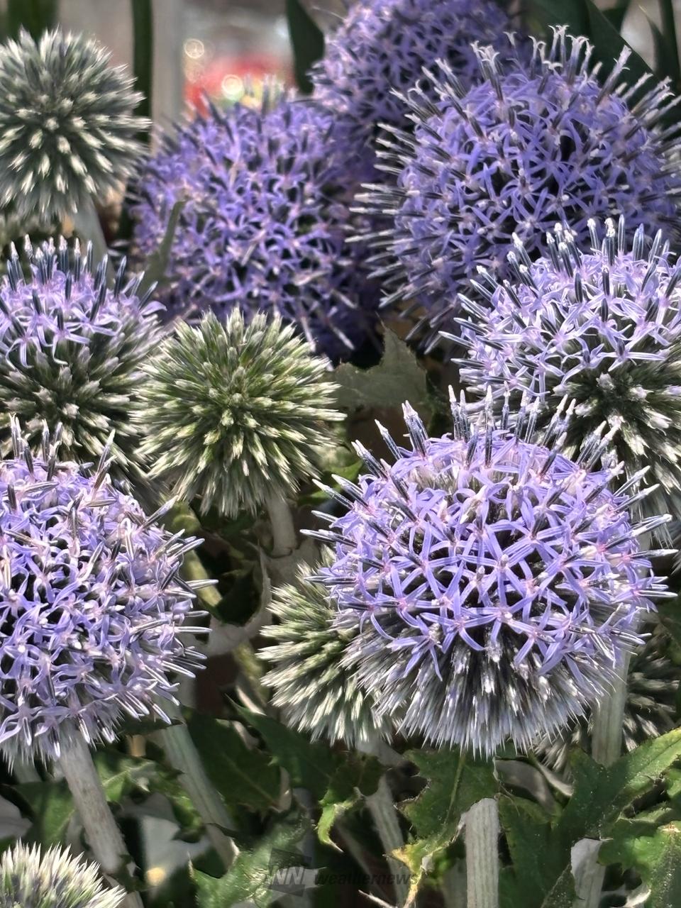 生花店ではルリタマアザミ(エキノプス)が | 千葉県船橋市