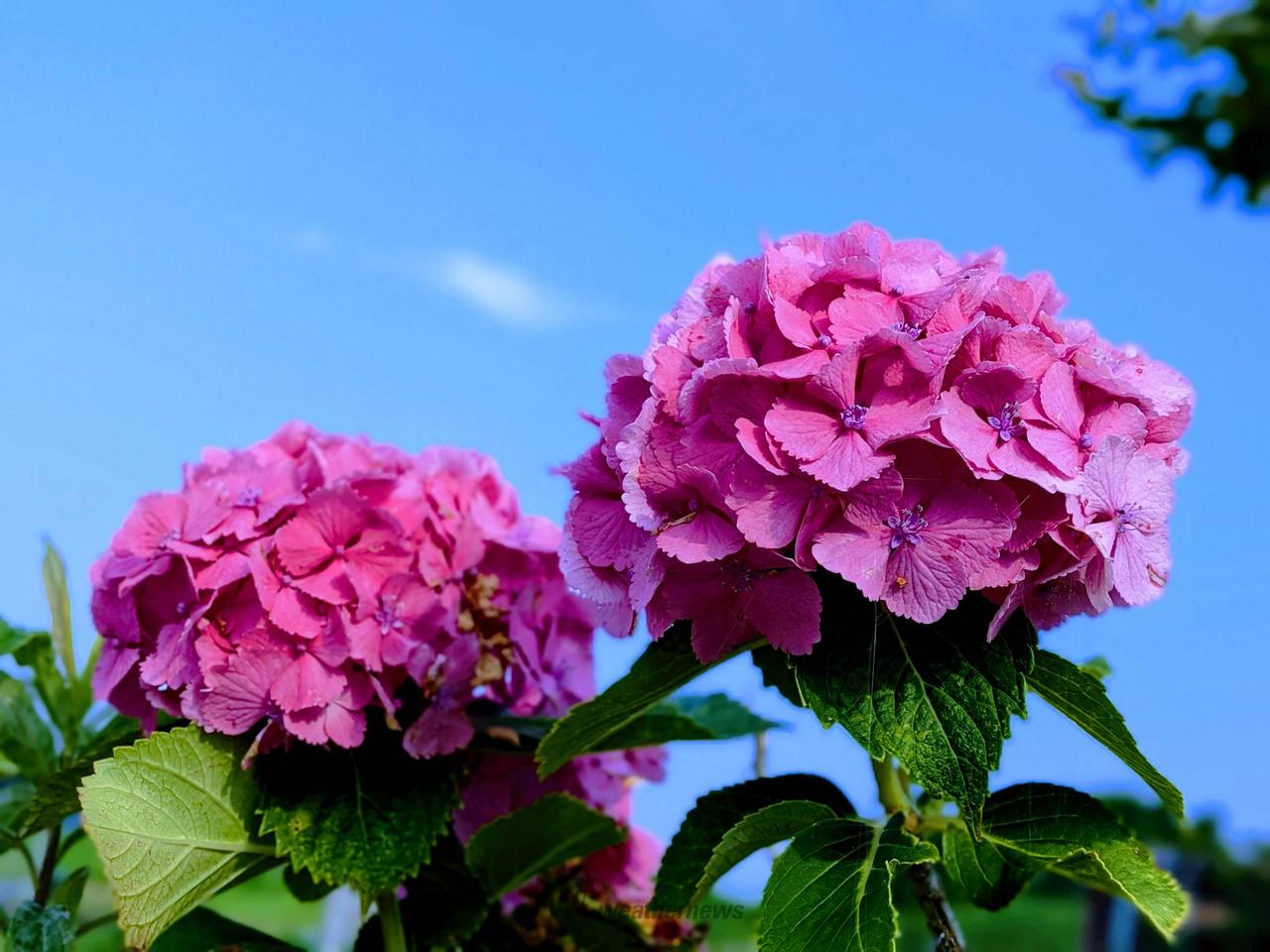 通勤途中の彩り青空に向かって咲く紫陽花を | 静岡県富士市 | ᴋᴀɪ