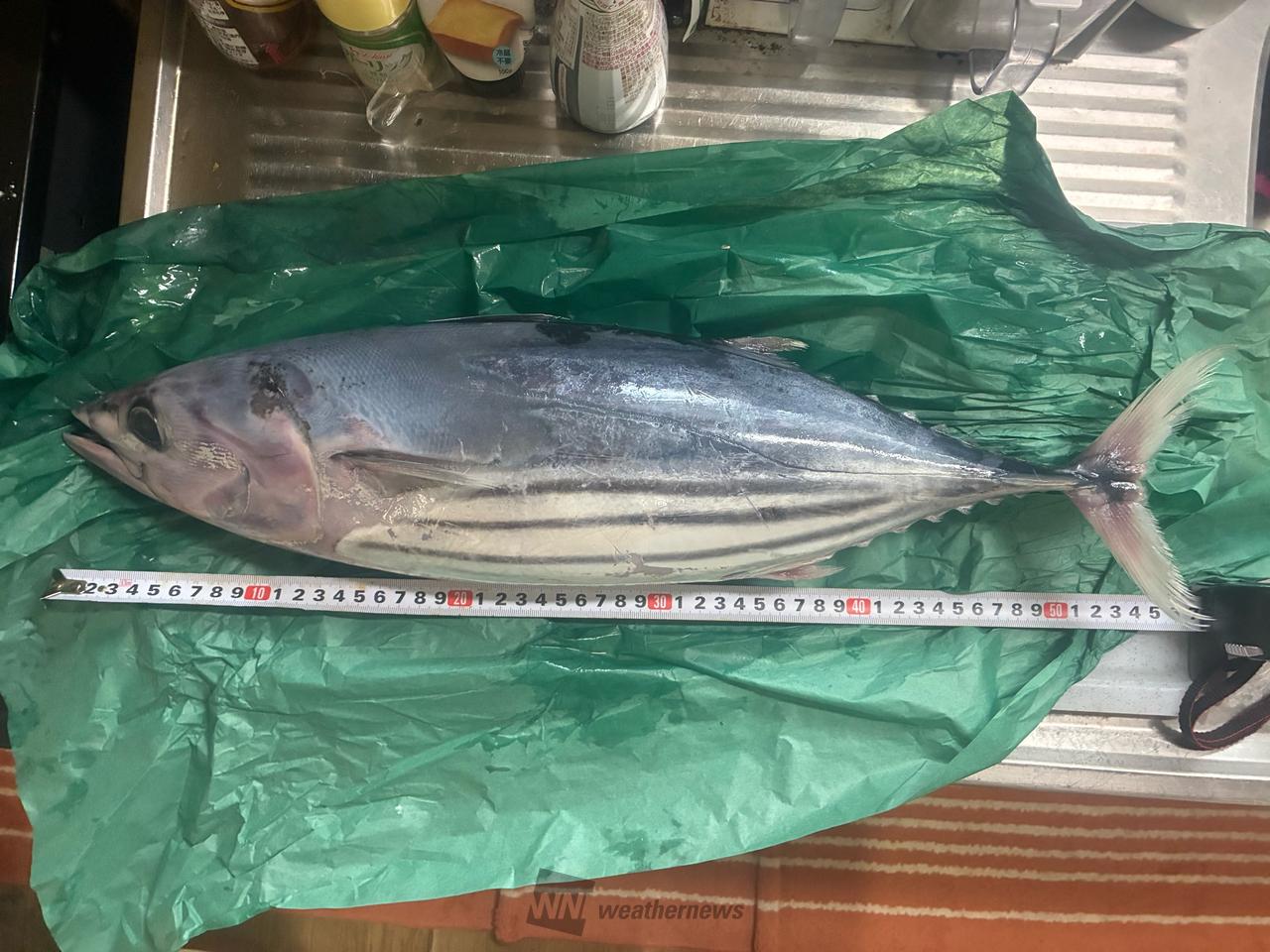 大船渡漁港に水揚げ...