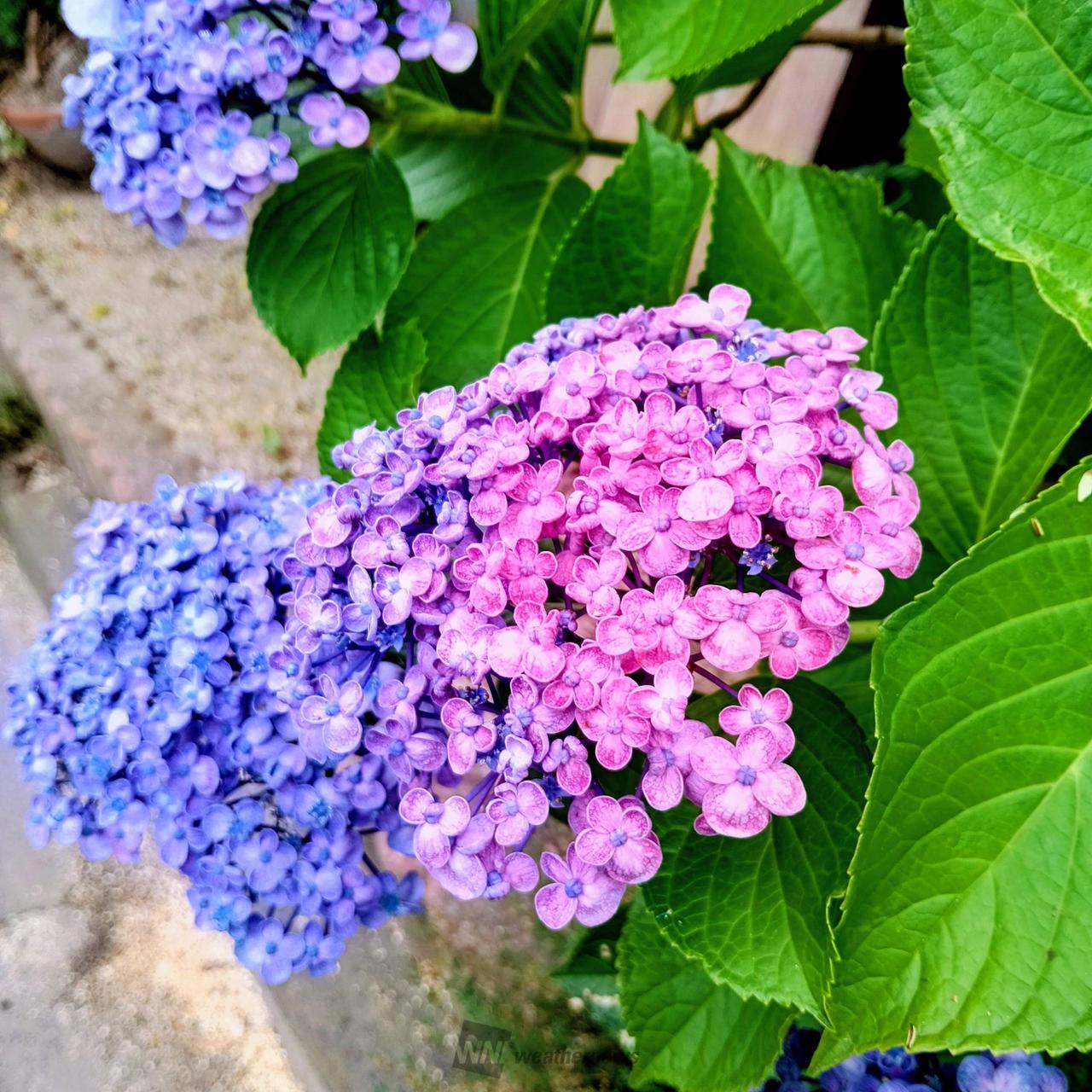 紫陽花です⭐ 青から紫、ピンクへグラデー | 山口県大島郡周防大島町