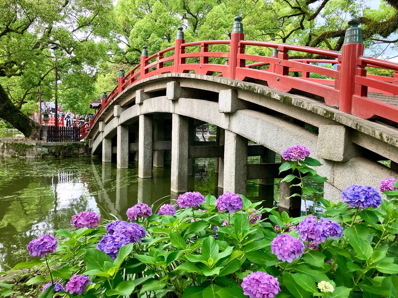 あじさい絶景写真館 注目の空の写真 ウェザーニュース