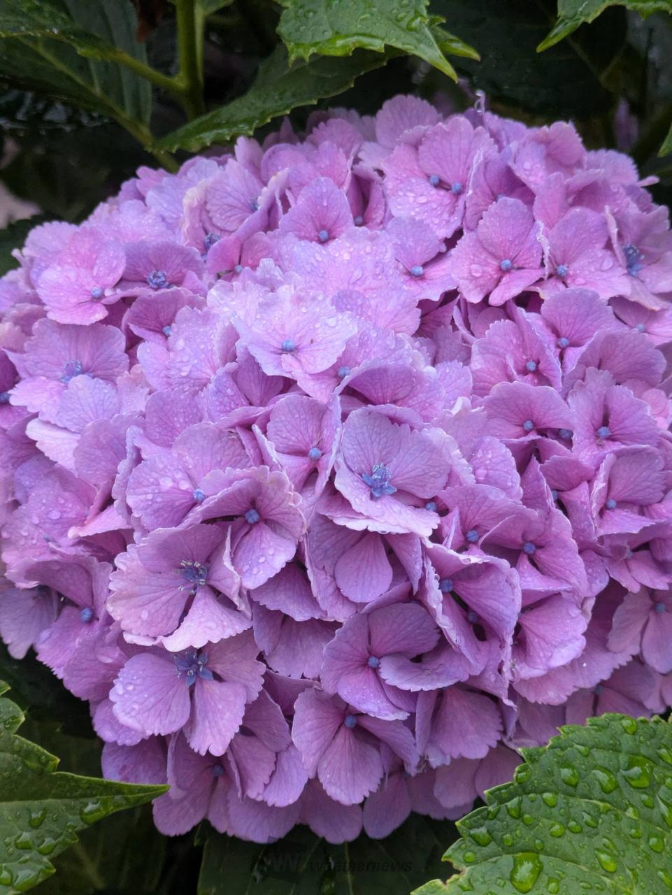 武蔵村山で撮影 モニター紫陽花は、真花が | 東京都八王子市 | 志野