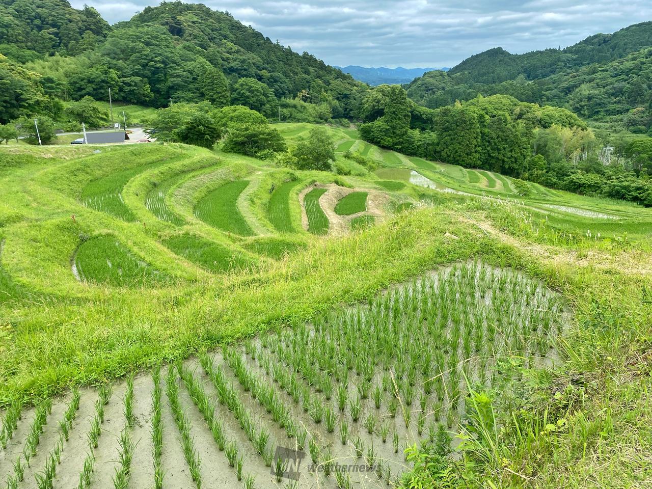 今月の棚田🌾 注目の空の写真 ウェザーニュース
