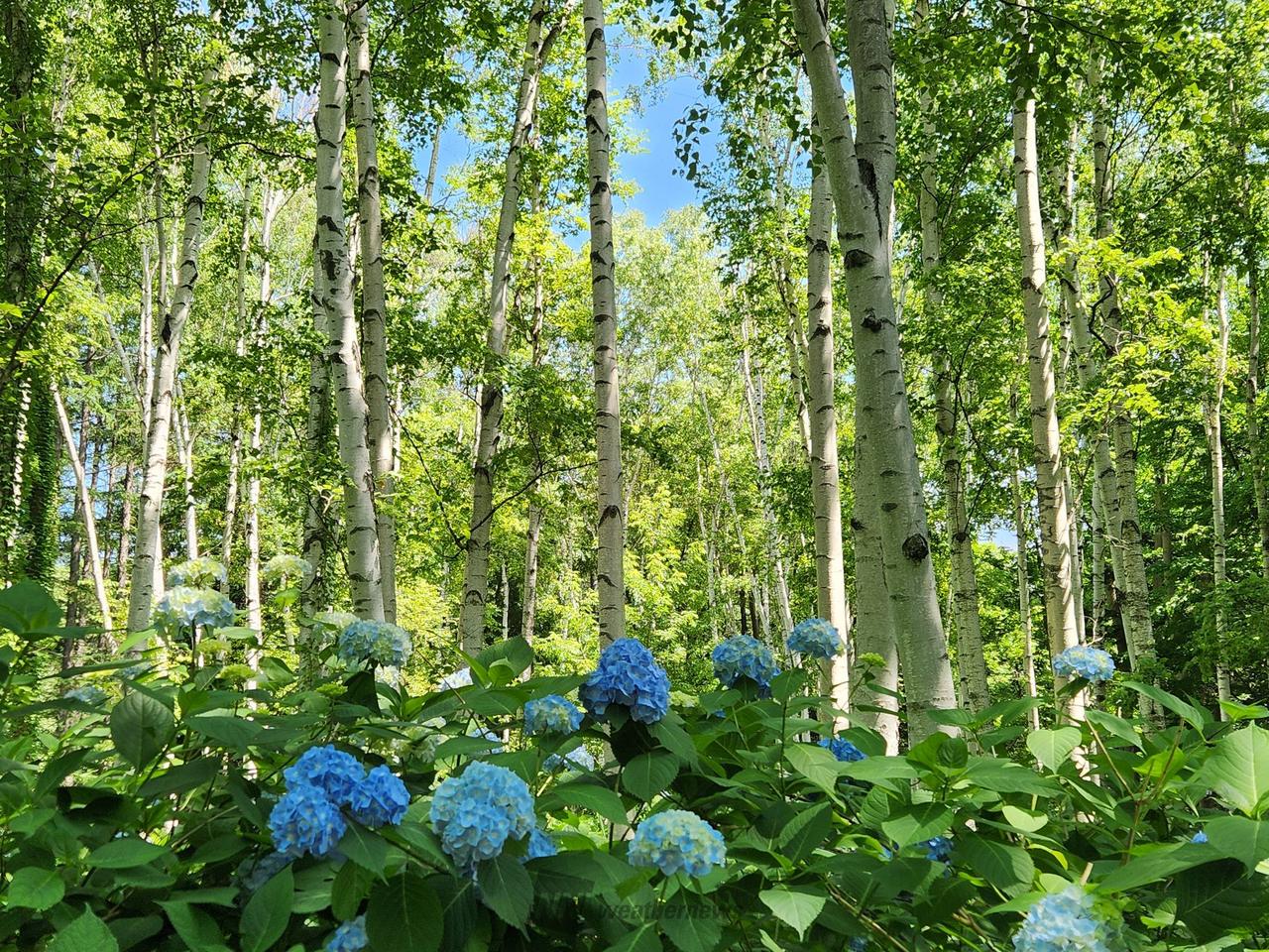 あじさい絶景写真館 注目の空の写真 ウェザーニュース