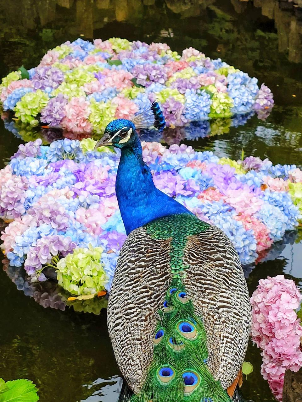 あじさい絶景写真館 注目の空の写真 ウェザーニュース