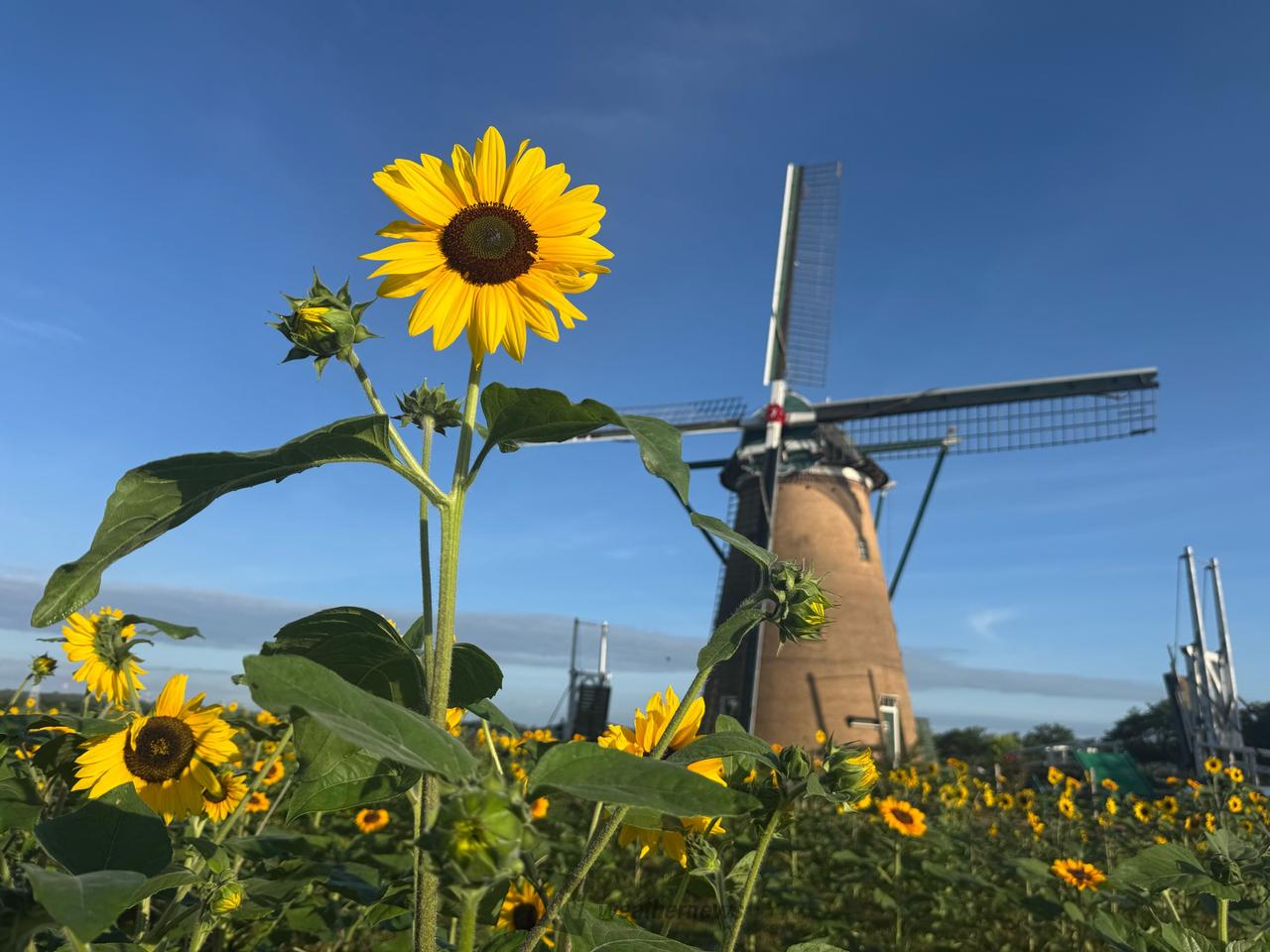 元気いっぱい🌻ひまわり 注目の空の写真 ウェザーニュース