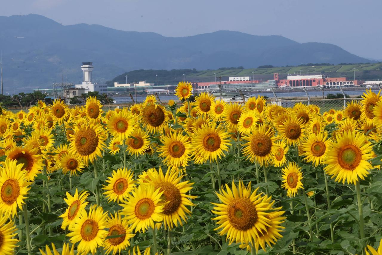 元気いっぱい🌻ひまわり 注目の空の写真 ウェザーニュース