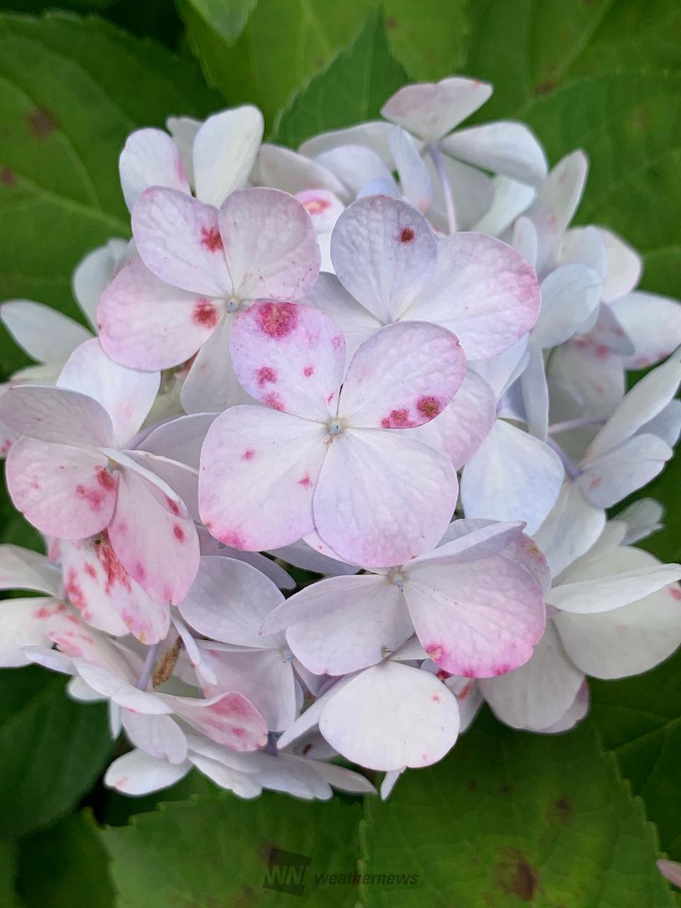 ご近所の紫陽花　...