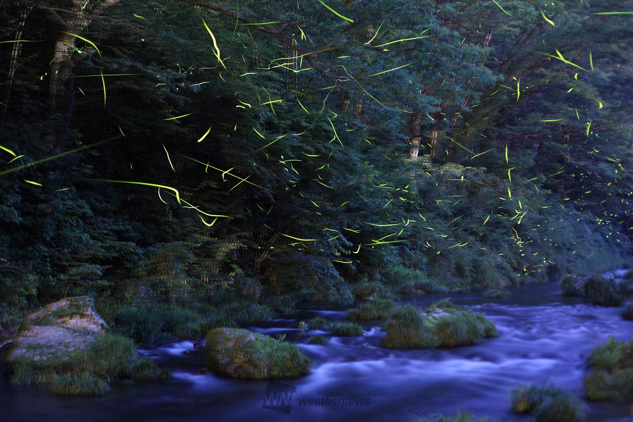 ほたる写真・動画館 注目の空の写真 ウェザーニュース