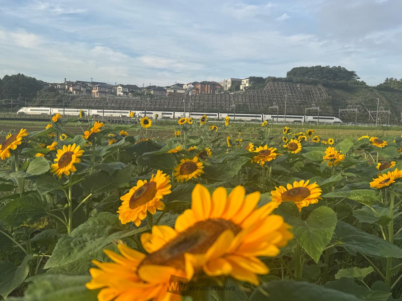 ひまわり🌻 注目の空の写真 ウェザーニュース