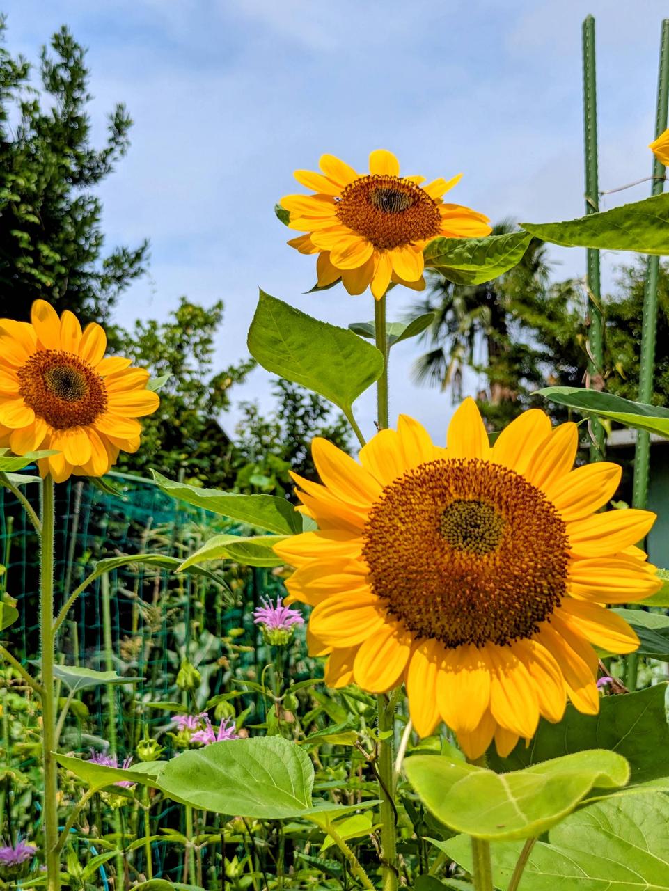 ひまわり🌻 注目の空の写真 ウェザーニュース