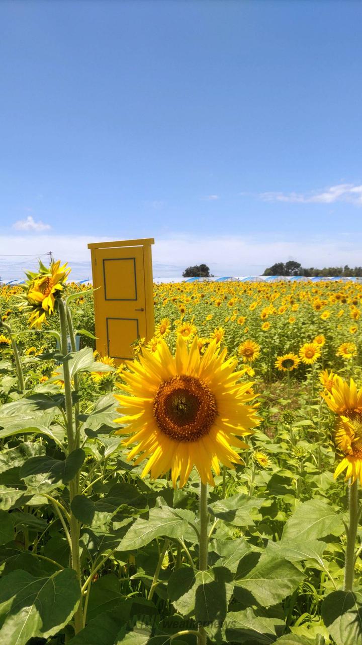 ひまわり🌻 注目の空の写真 ウェザーニュース
