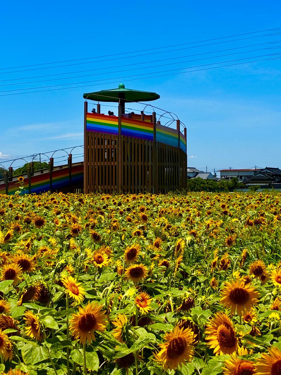 ひまわり🌻 注目の空の写真 ウェザーニュース