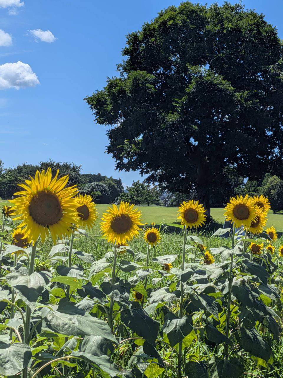 ひまわり🌻 注目の空の写真 ウェザーニュース