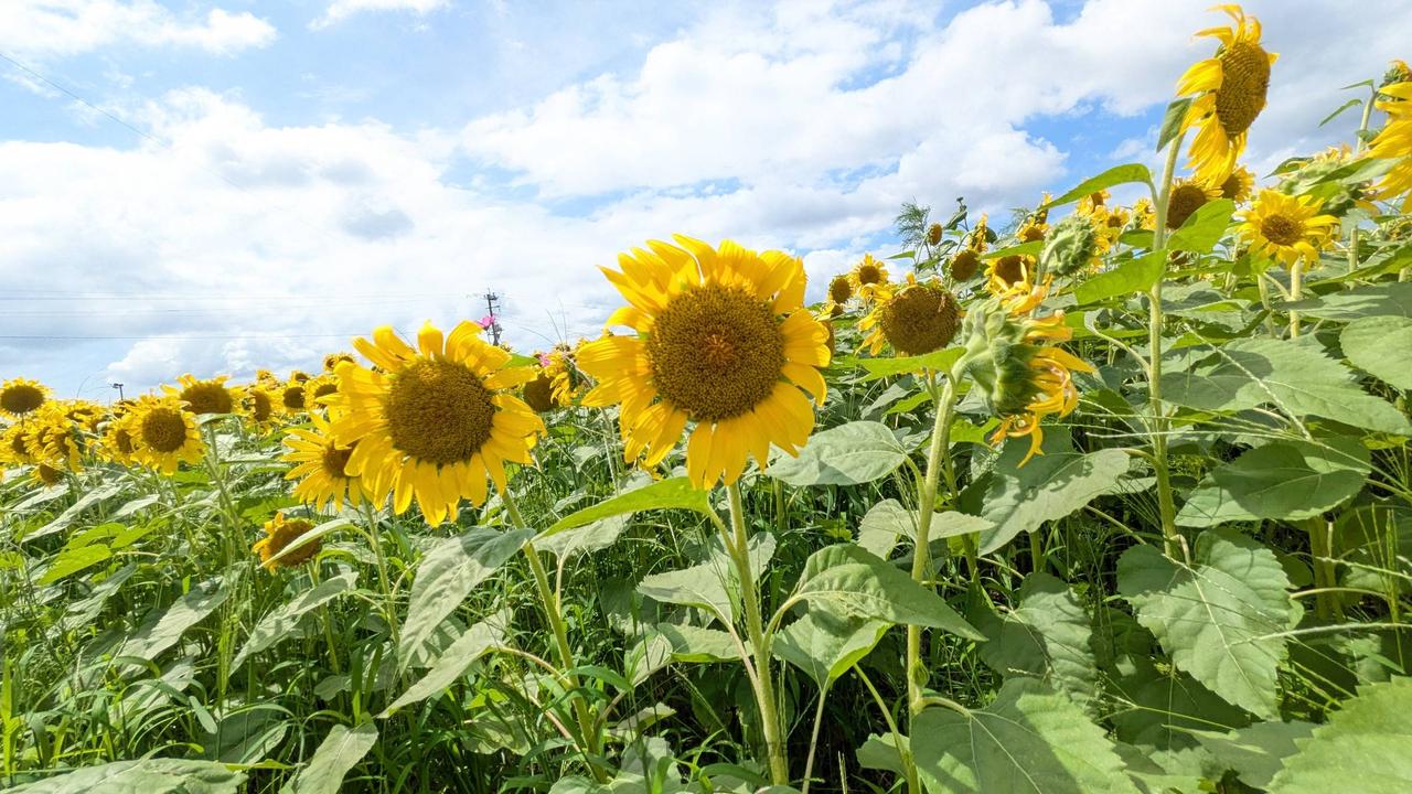 ひまわり🌻 注目の空の写真 ウェザーニュース