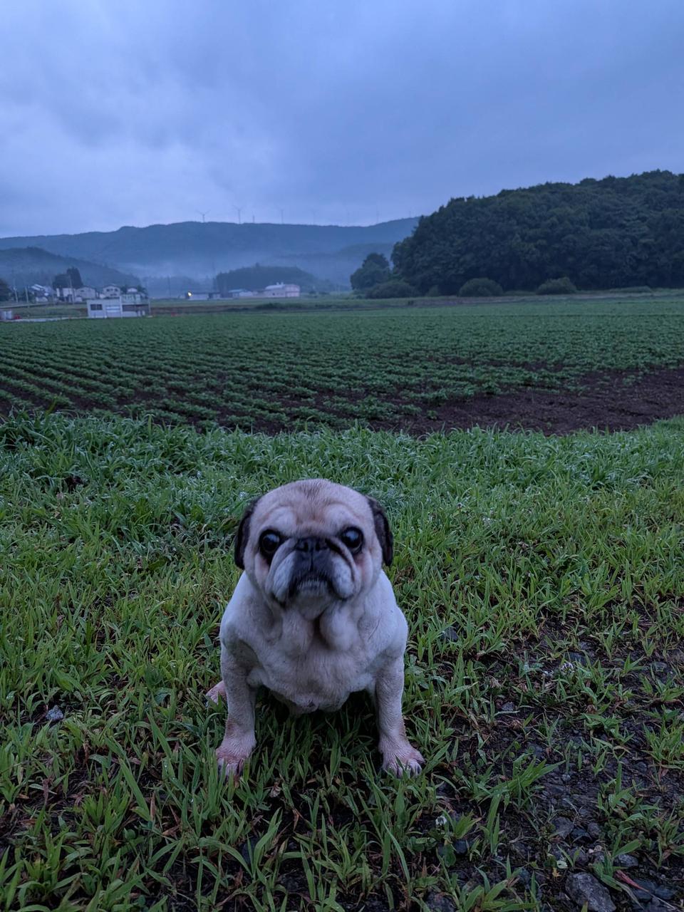 本日のお散歩！雨弱...