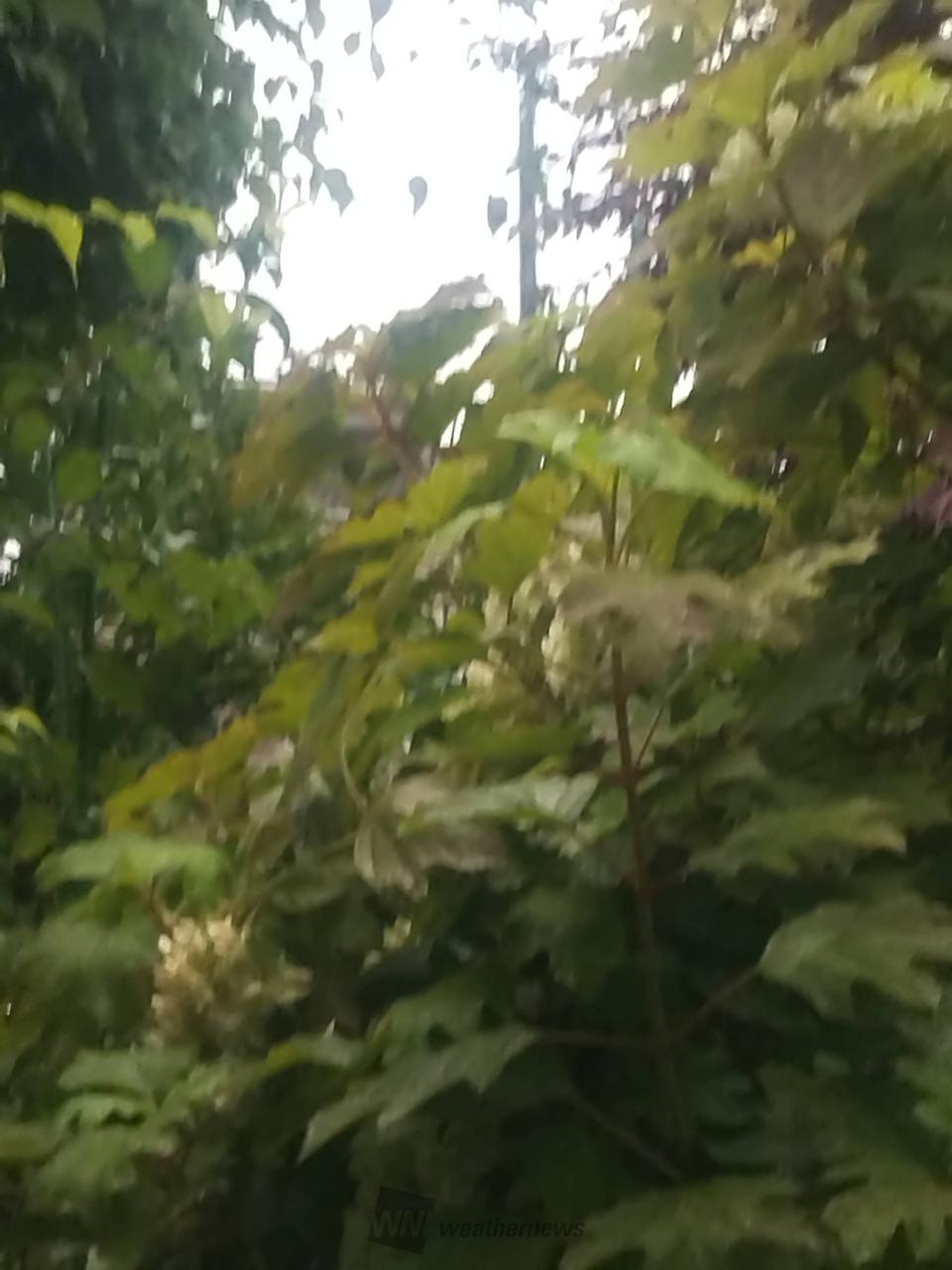 柏葉紫陽花ですが、...