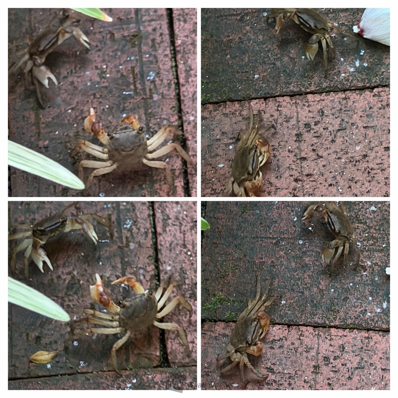 すぐにまだ赤くなっ...