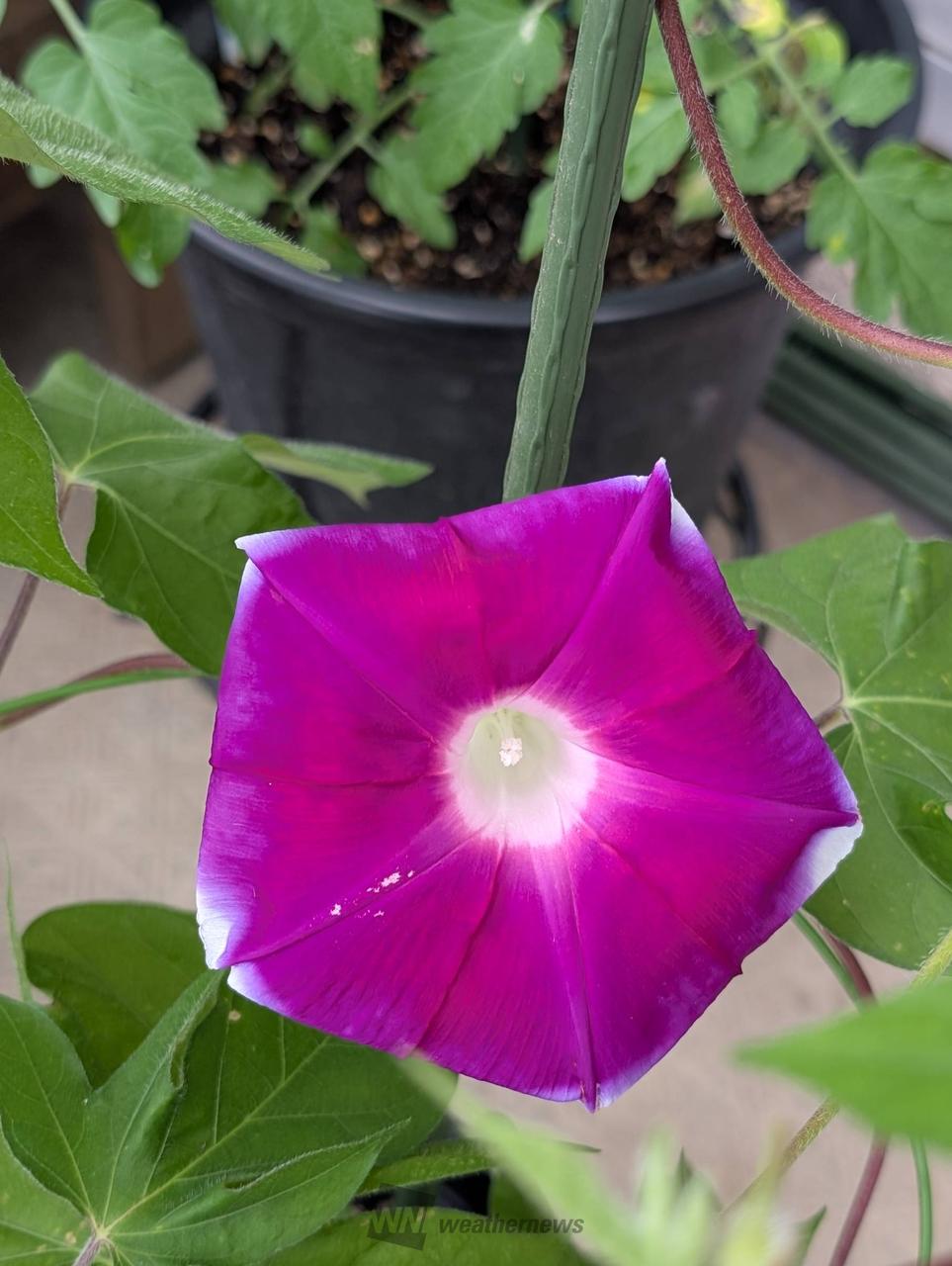 朝顔２輪目が開花...