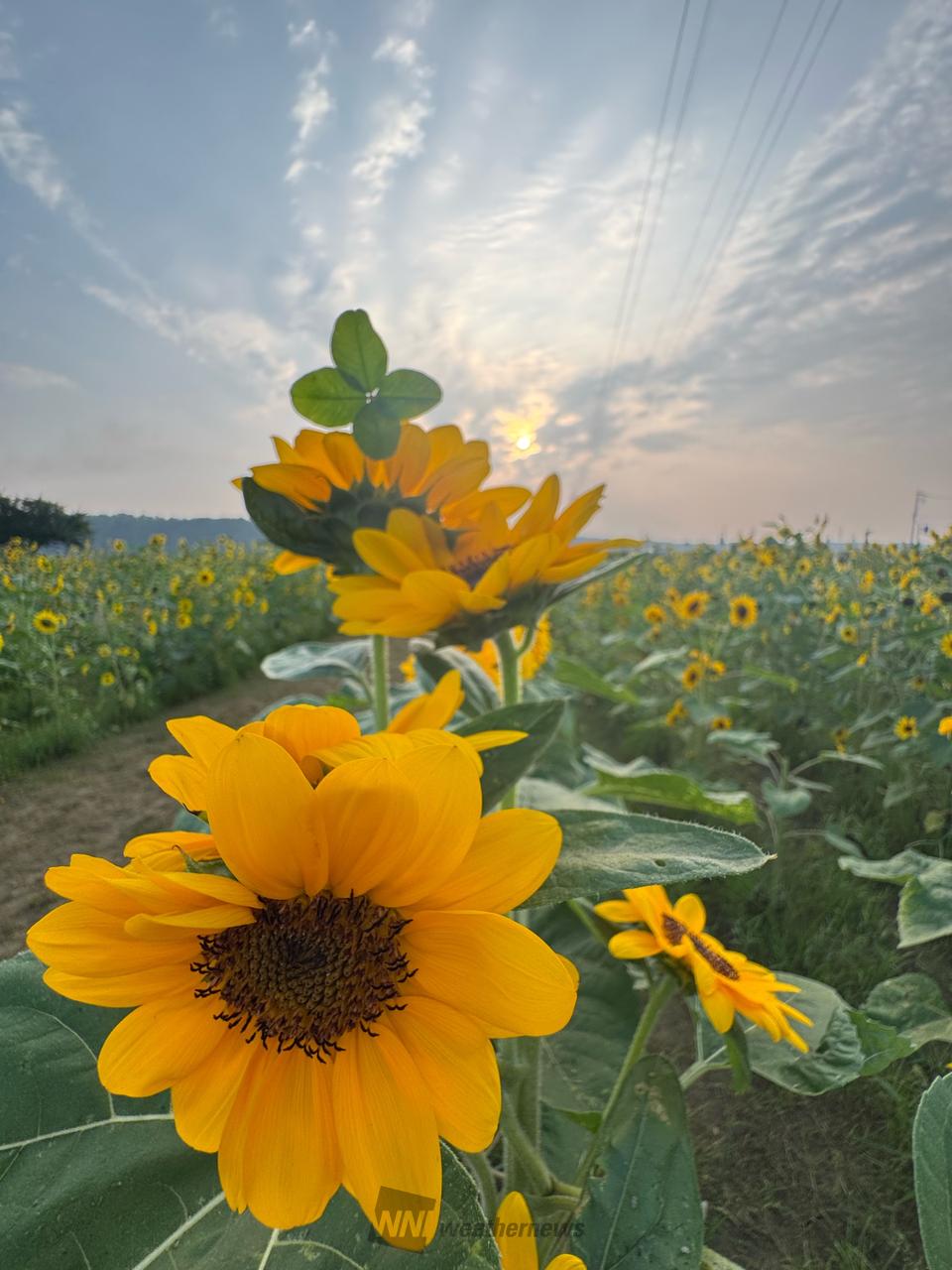 向日葵 朝日🌅と 向日葵🌻🌻🌻 4つ葉の | 千葉県佐倉市 | mii-🍀 | ウェザー