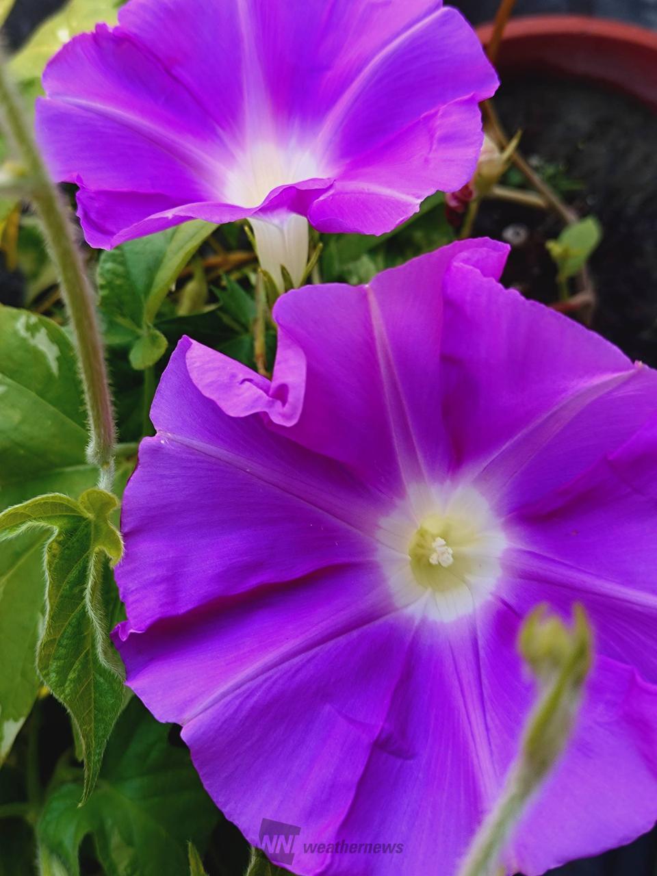ピンク朝顔2鉢7輪咲いた🏵️ 日向はジ | 滋賀県草津市 | Limited