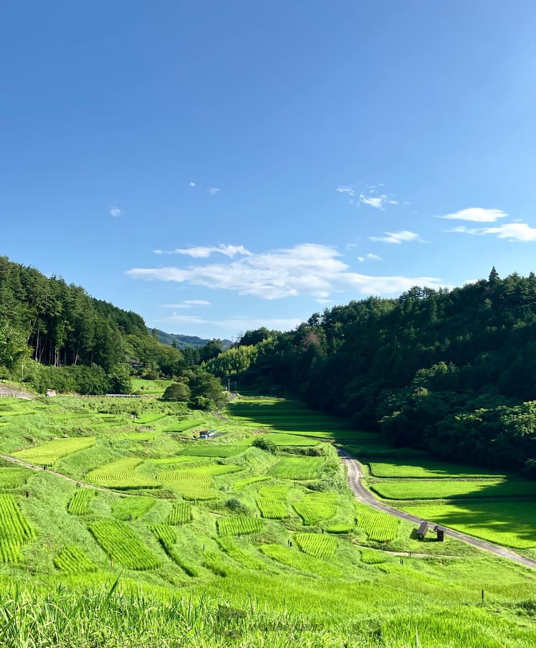 7月の棚田 注目の空の写真 ウェザーニュース