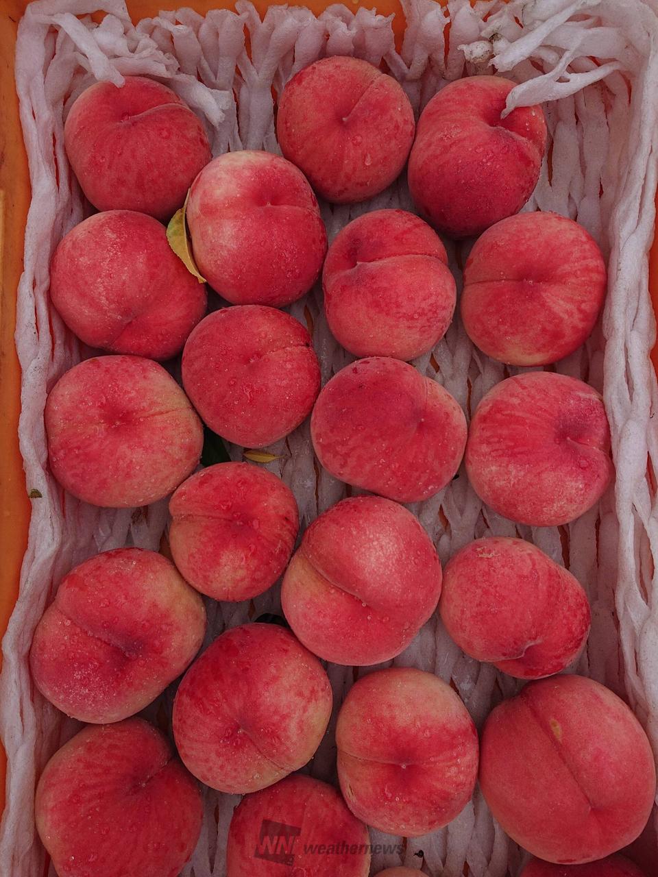 🍑桃プロNo25🍑...