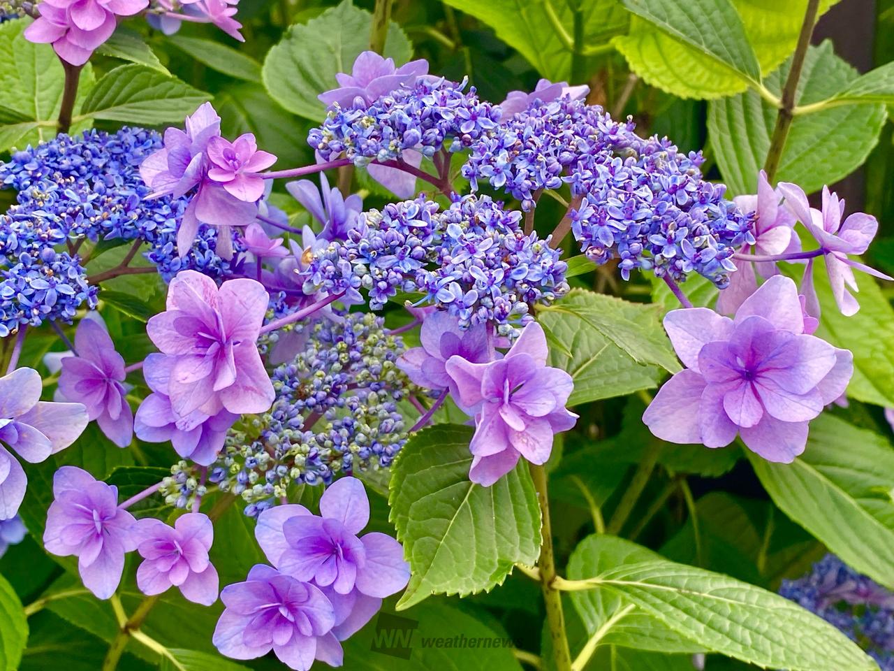 温泉街に紫陽花の花が まだ美しい姿で 咲 | 群馬県吾妻郡草津町 | ね