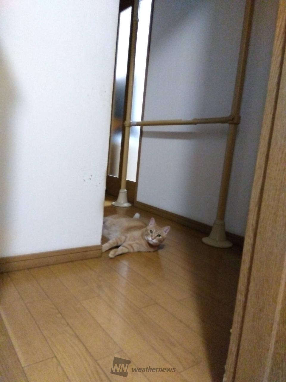廊下で寝そべってい...