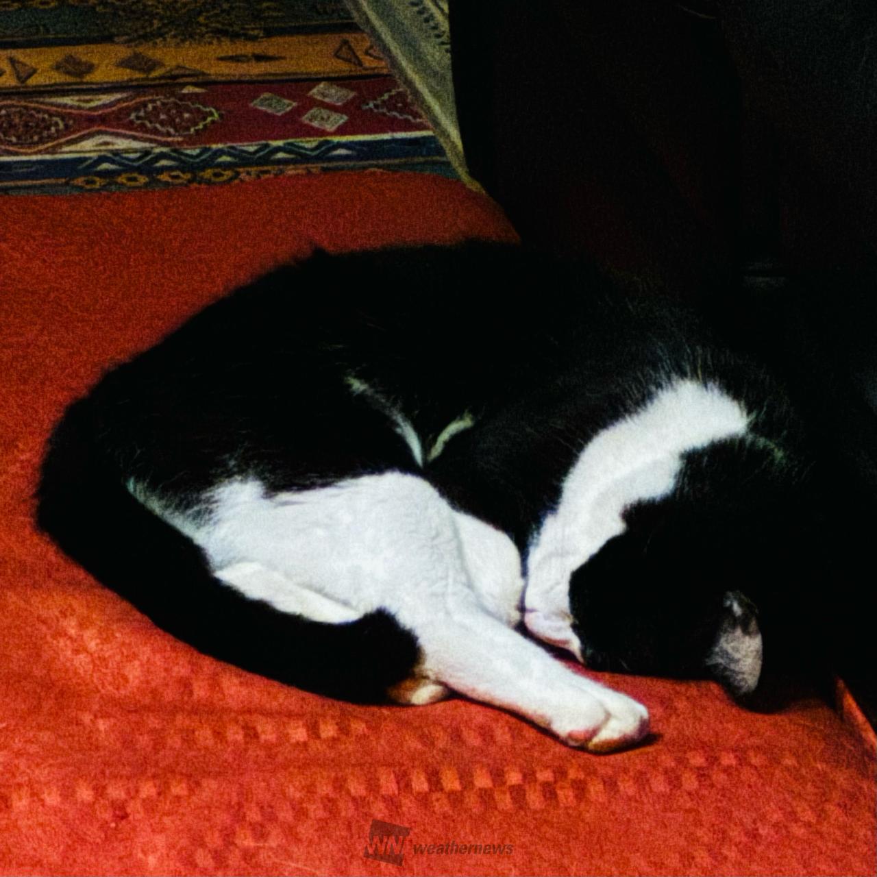 😸クロ23時40...
