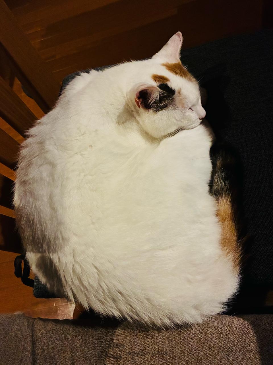 😸姫母さん23時...