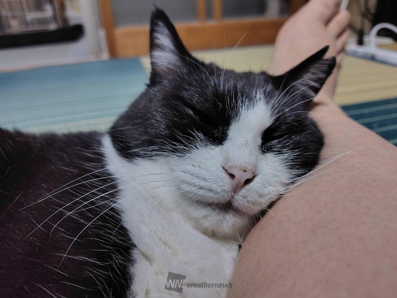 おやすみなさい〜🐈...
