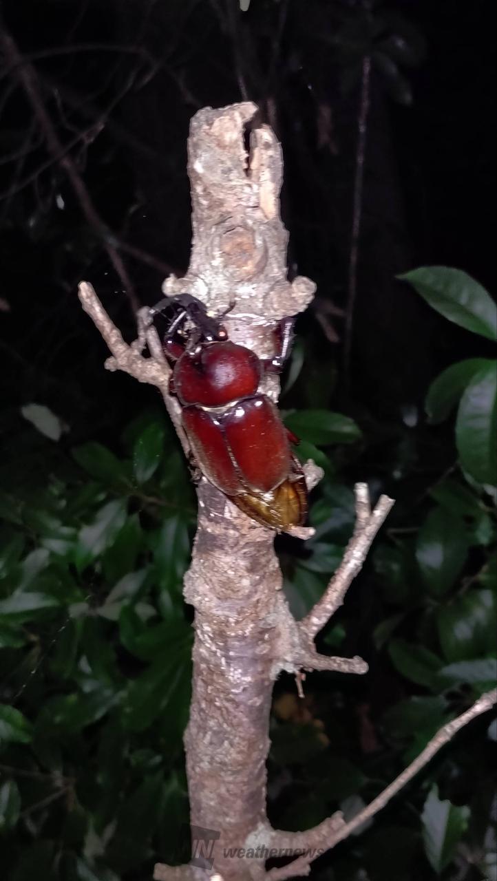 カブト虫・クワガタ...