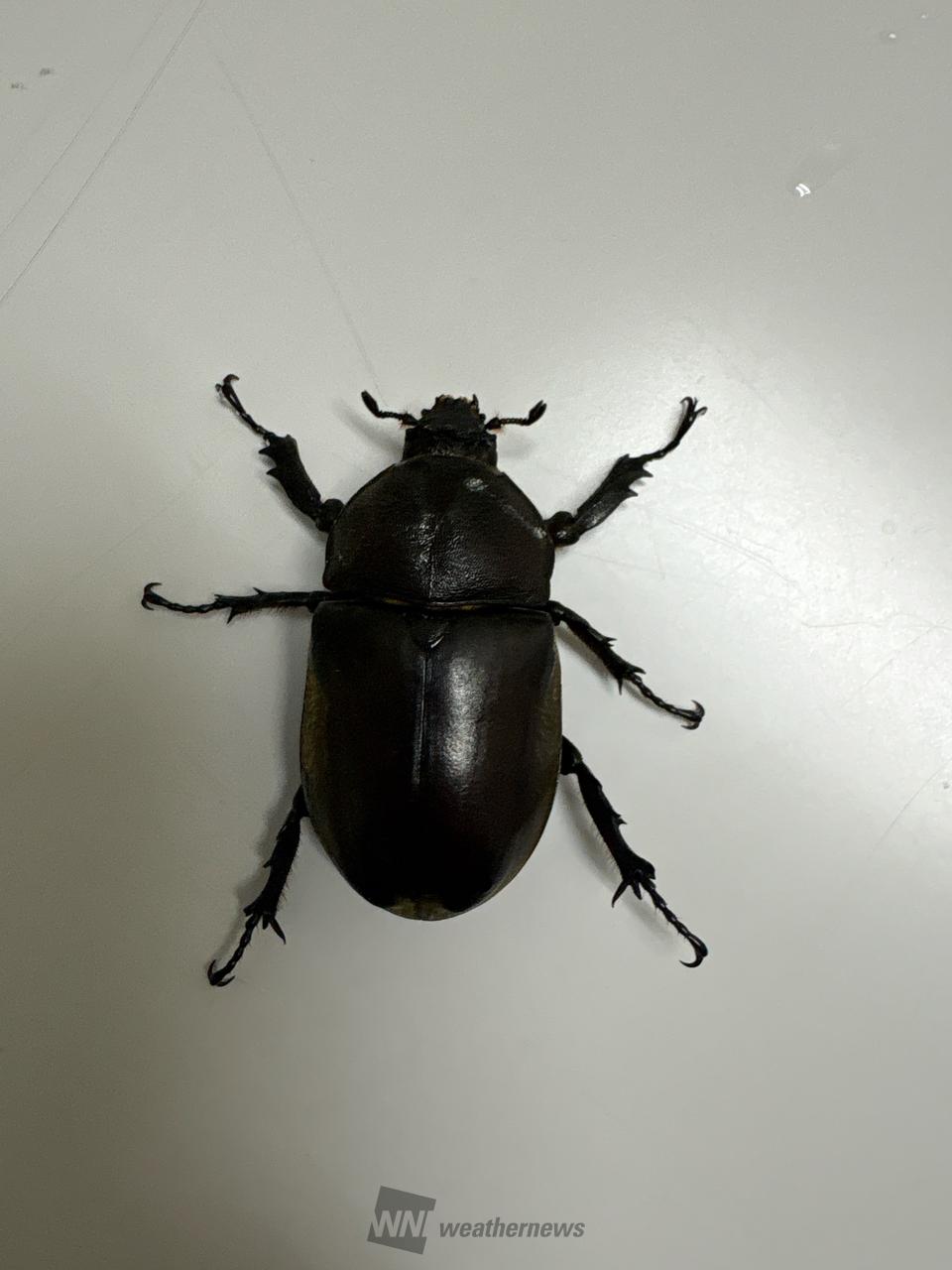 カブトムシのメスで...