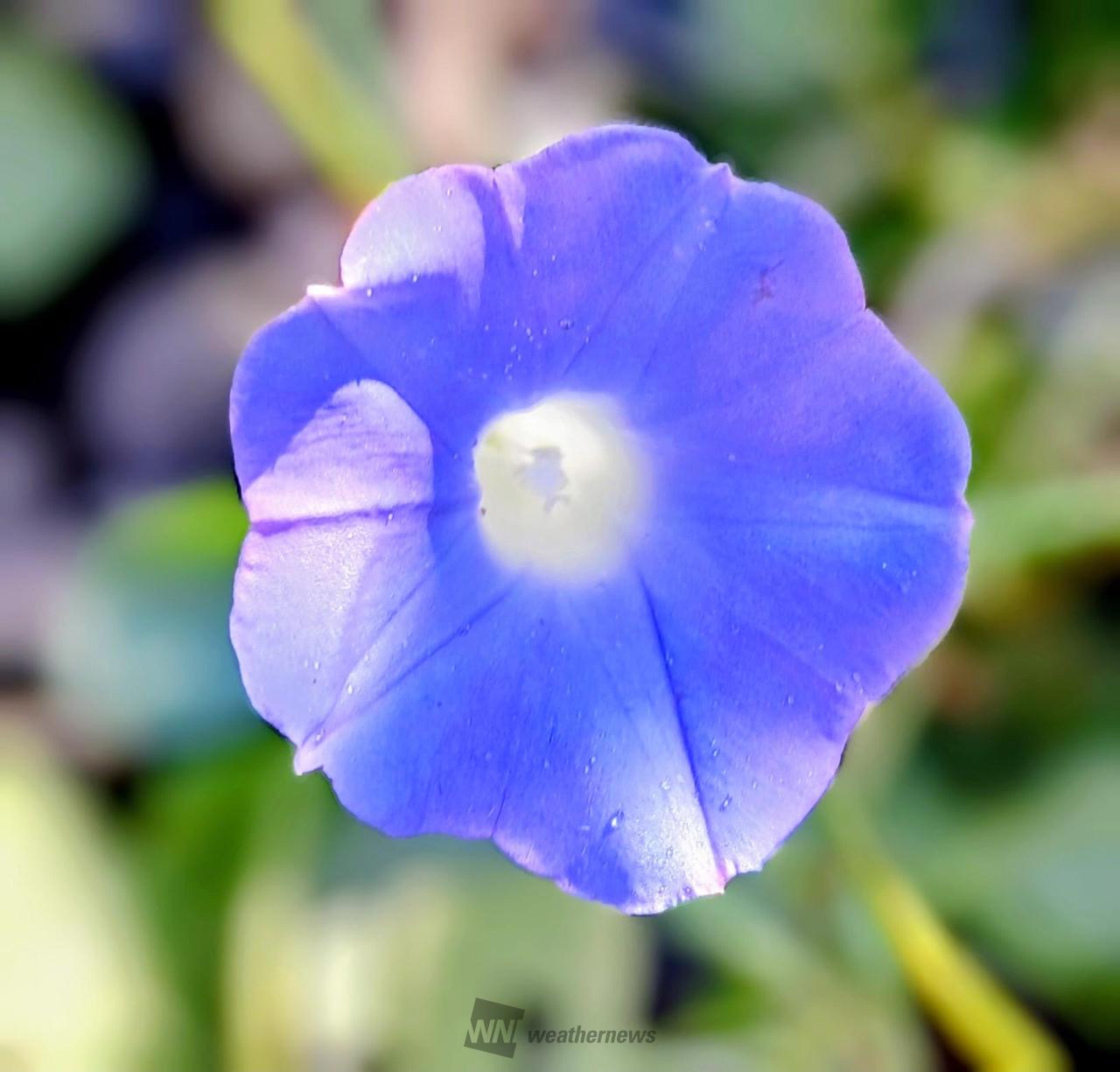 あさがお 原種のあさがお.。o○.。o○💙✨ | 茨城県水戸市 | chappy-love