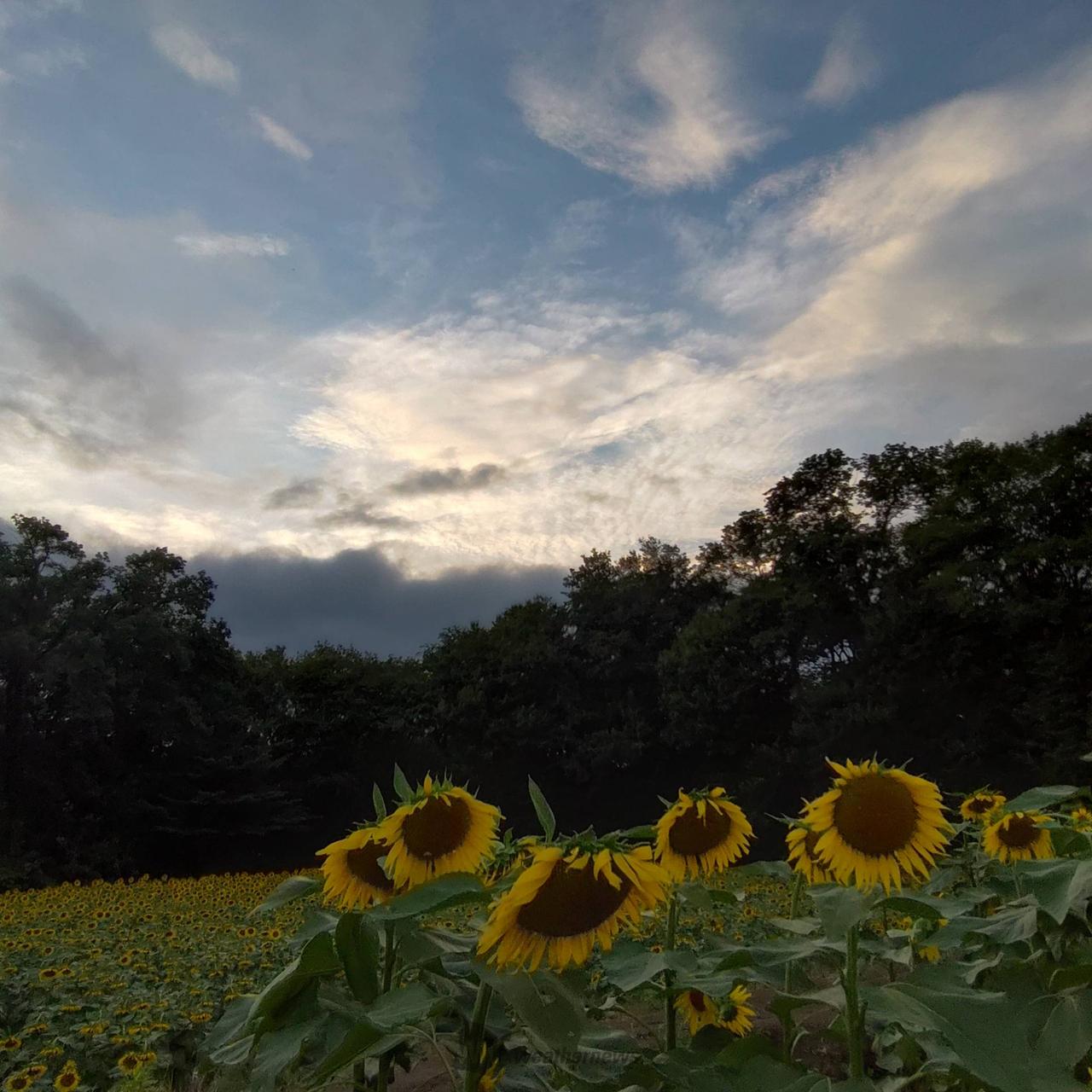 天気 上 三 川町
