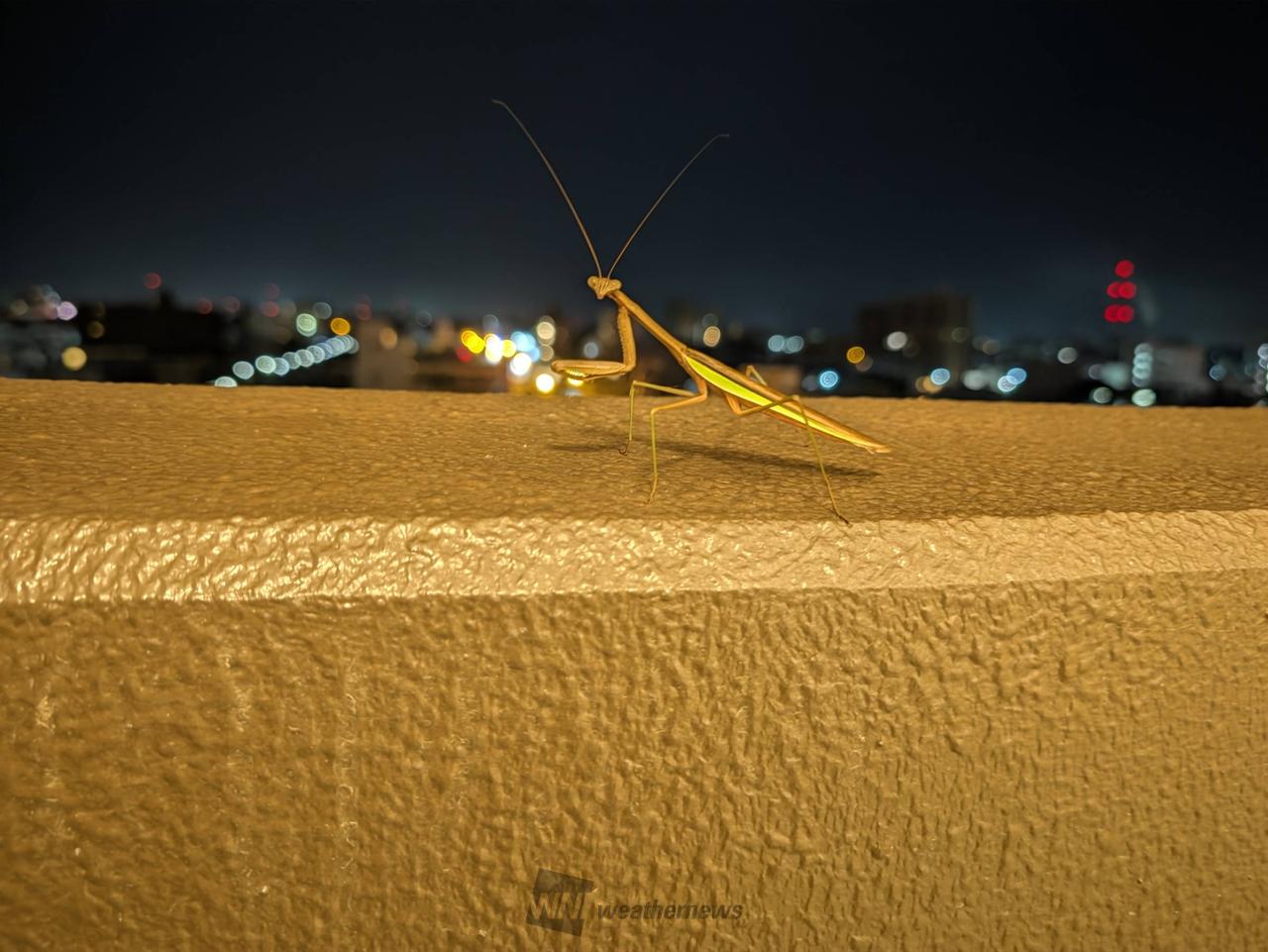 夜に紛れるカマキリ...