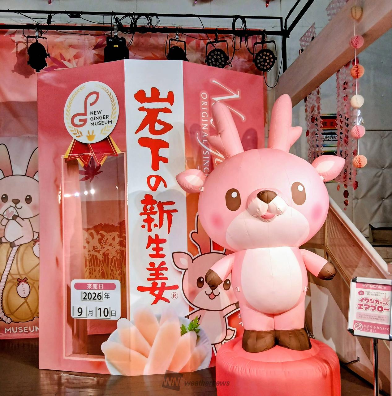 【高市総裁誕生記念】D'Angelico セミホロウボディ コーラルピンク 今日のミュージアムテーマパークはここでし | 茨城県笠間市 | chappy