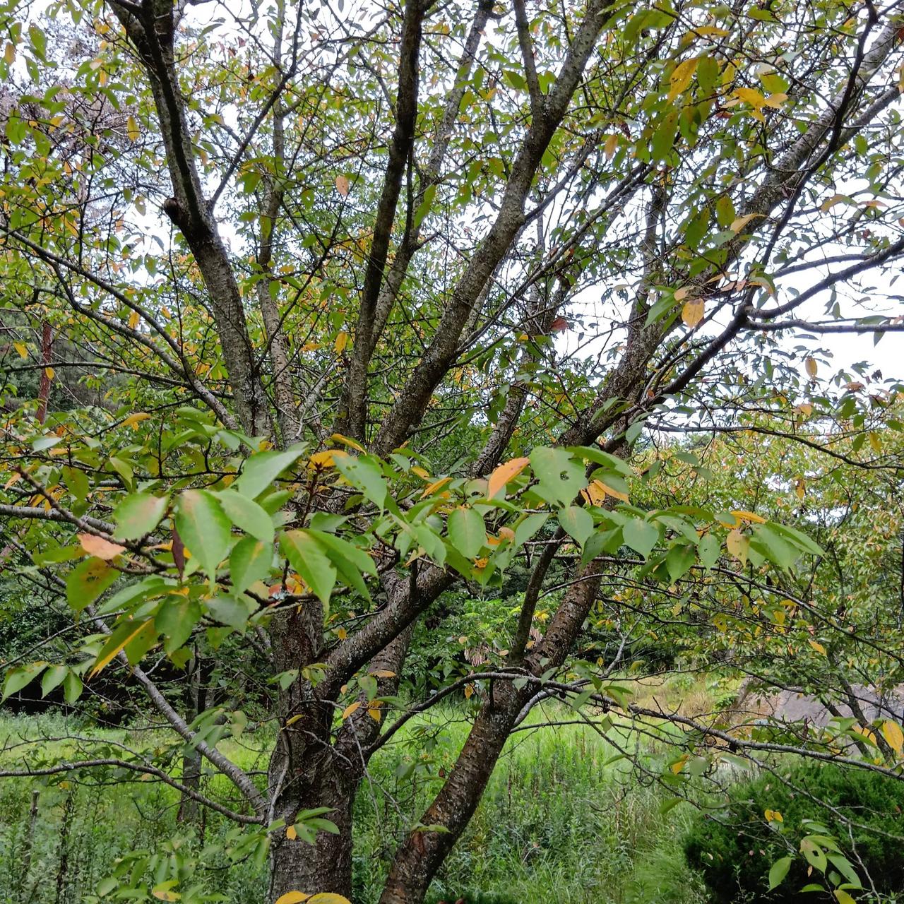 玉野市みやま公園の...