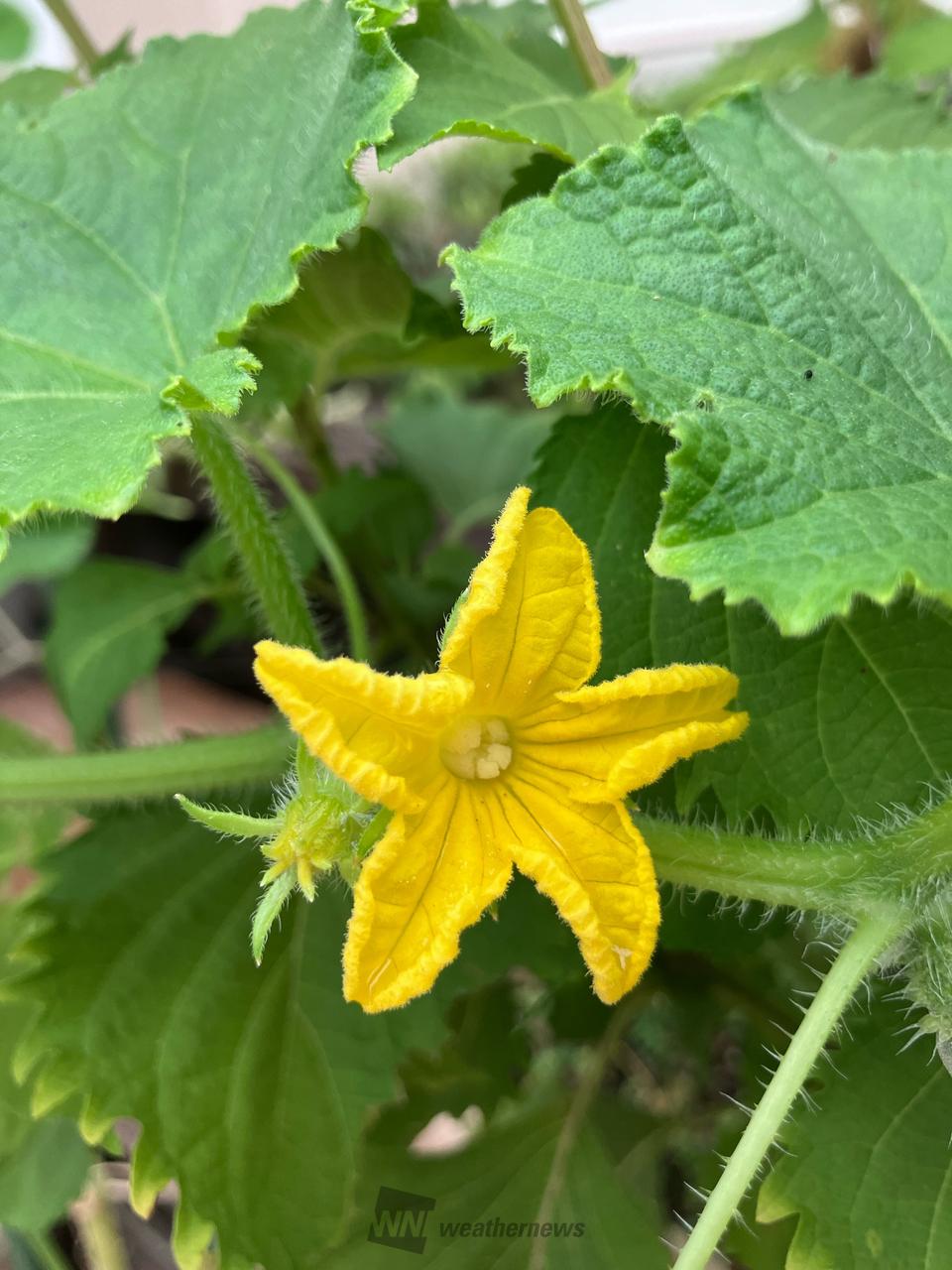 きゅうりのお花🌼...