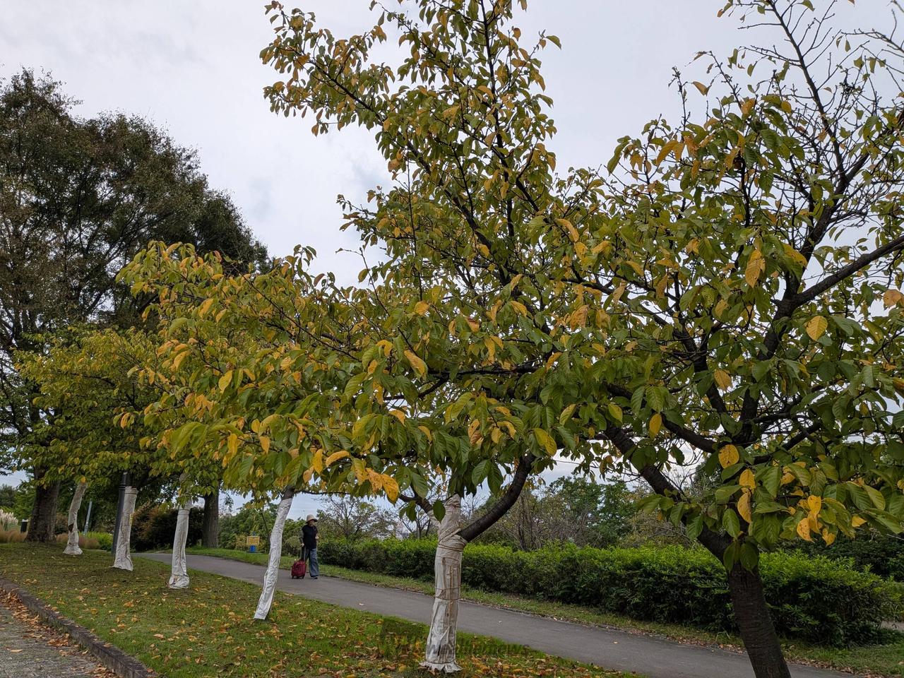 河津桜が色付き始め...