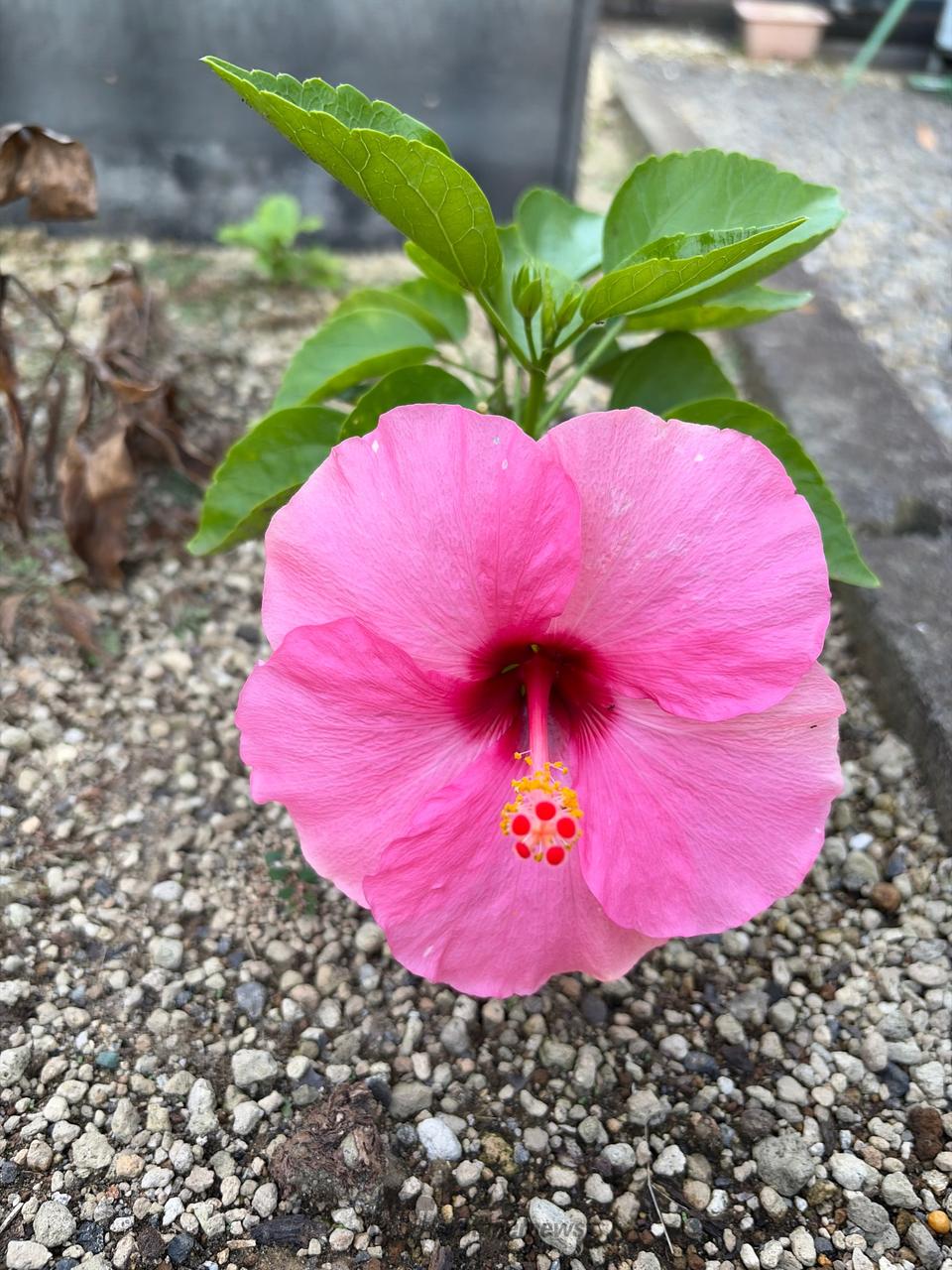 頂いた苗を植えたらハイビスカス🌺が咲き | 宮崎県都城市 | コウとトモ