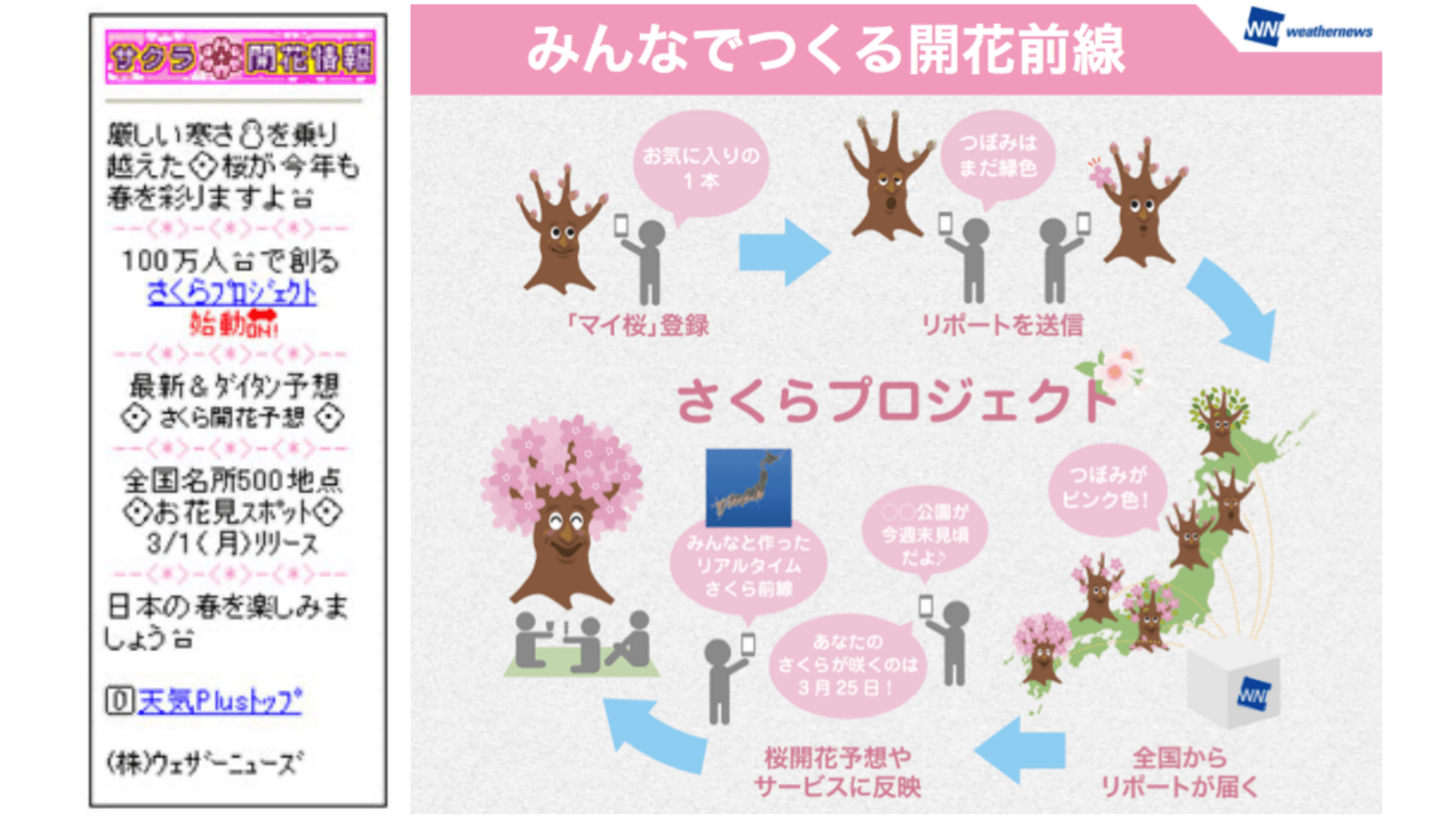 サポーターからの投稿で桜の開花予想をする「さくらプロジェクト」