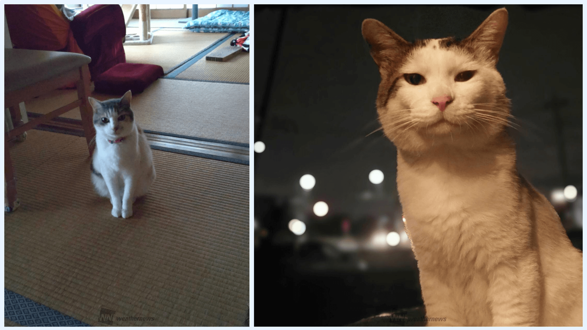 AIが誤って「人間」と判定してしまった猫の画像