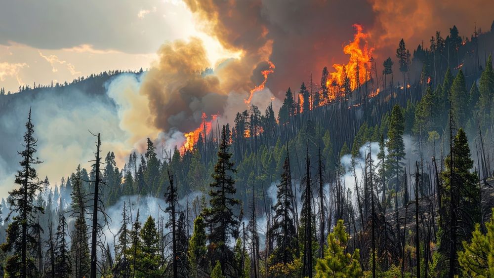 火災の発生・延焼危険度を可視化した「林野火災リスク」
〜火事のリスクを減らし、命と自然を守りたい〜