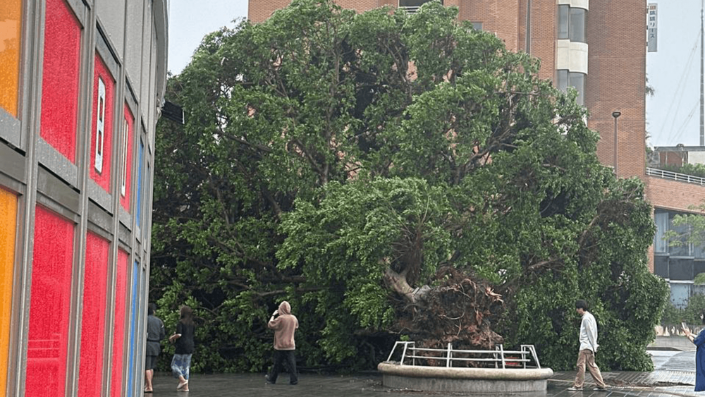 2026年6月、日本に大雨をもたらした台風6号(チャンミー)