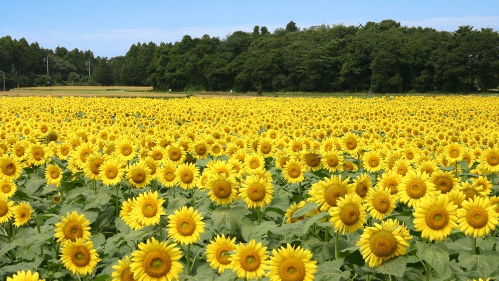 ここに写真の説明(代替テキスト)を入力