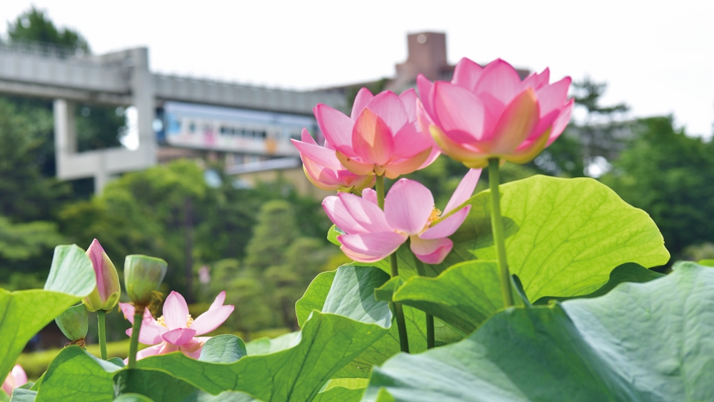 ここに写真の説明(代替テキスト)を入力
