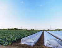 霜やひょうをアラート通知 「ウェザーニュース」新サービス ピンポイントで予報